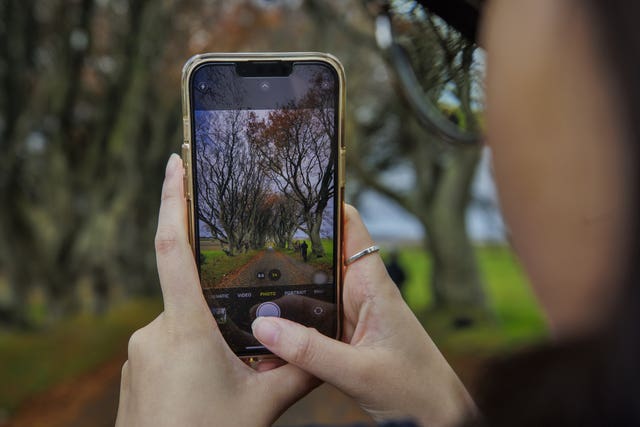 Dark Hedges trees removed