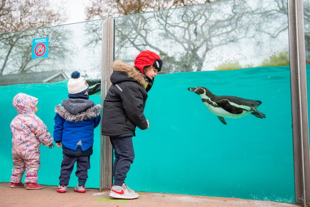 Children visit the penguins at London Zoo in Regent’s Park