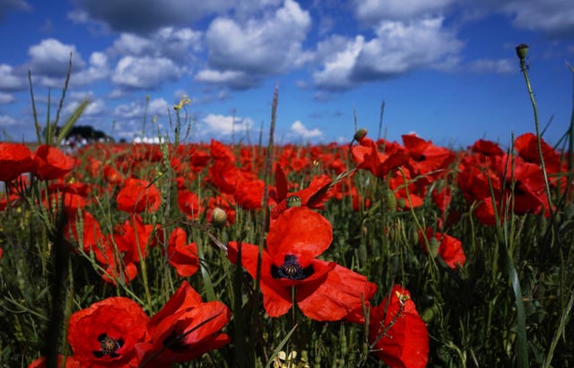 A field of poppies close to the British Normandy Memorial site in Ver-sur-Mer