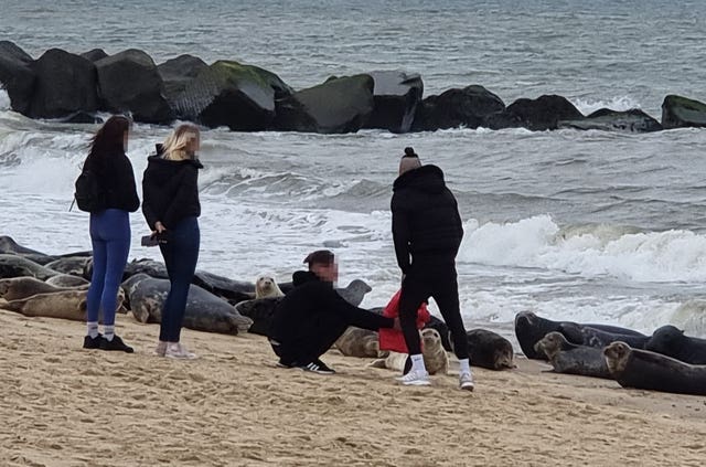 People close to seals at Horsey beach in Norfolk 