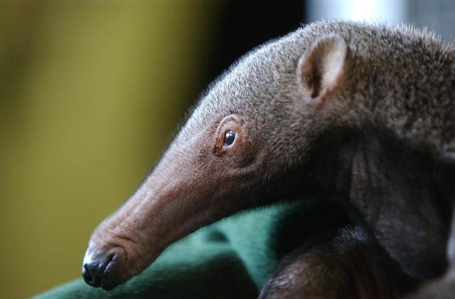 The growth rate of “vulnerable” giant anteater populations in Brazil was halved due to vehicle collisions