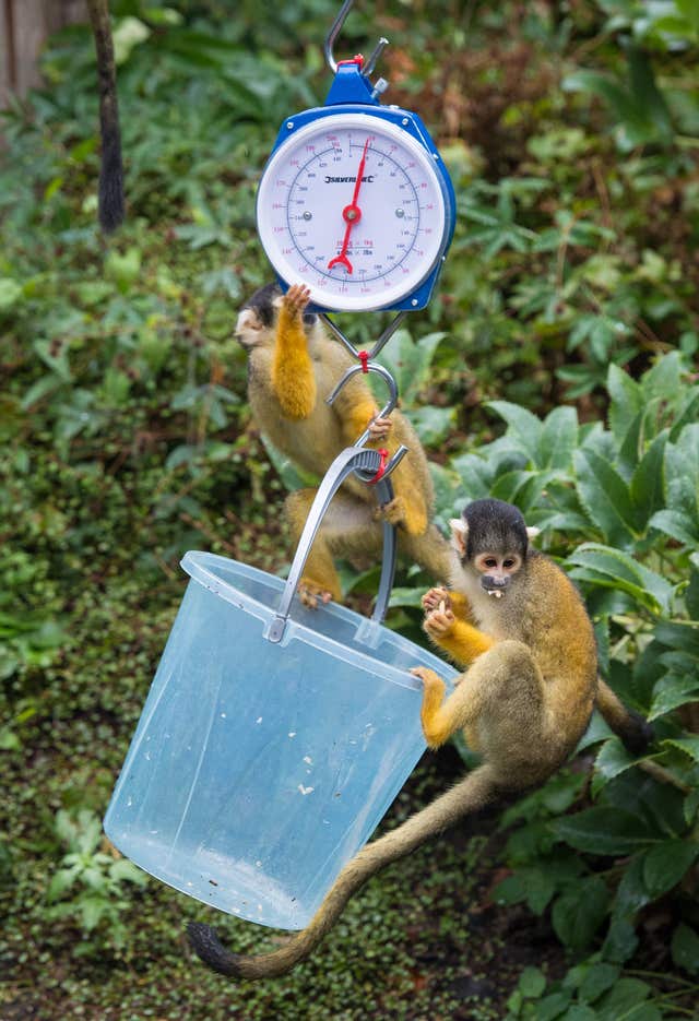 London Zoo annual weigh-in