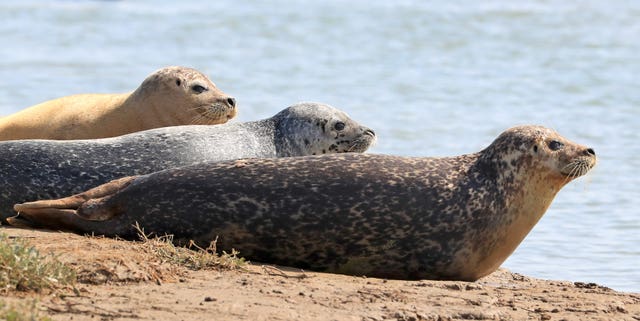 Seals in the Thames Estuary