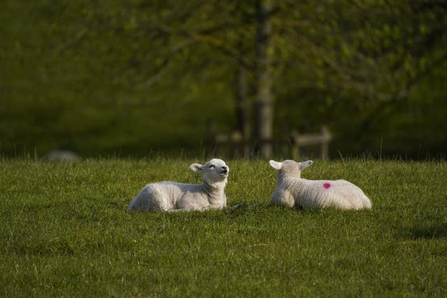 Lambs graze near Datchet, Berkshire