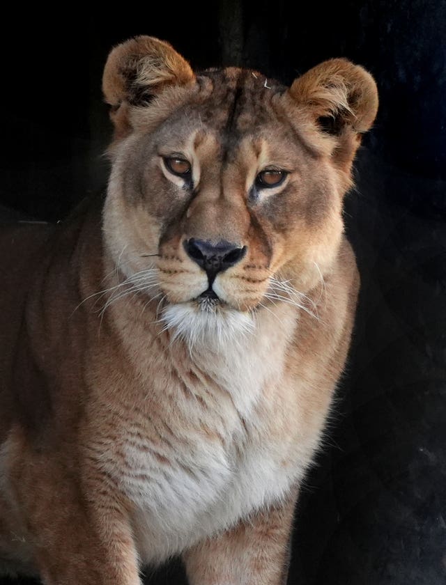 Close-up of a lioness