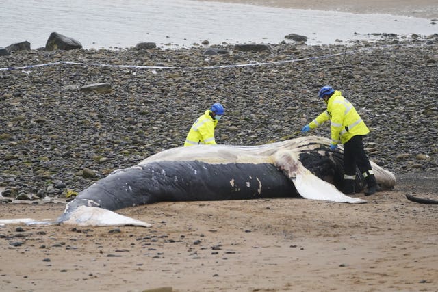 Humpback whale on Blyth beach