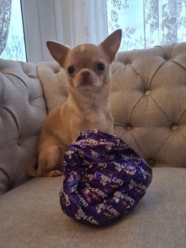 Dogs and chocolate