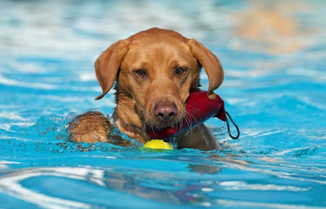 Close up shot of a dog in a pool with a toy in its mouth