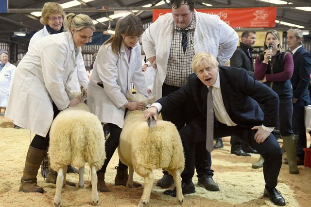 Sheep-shearing at the Royal Welsh Showground, in Llanelwedd, Builth Wells 