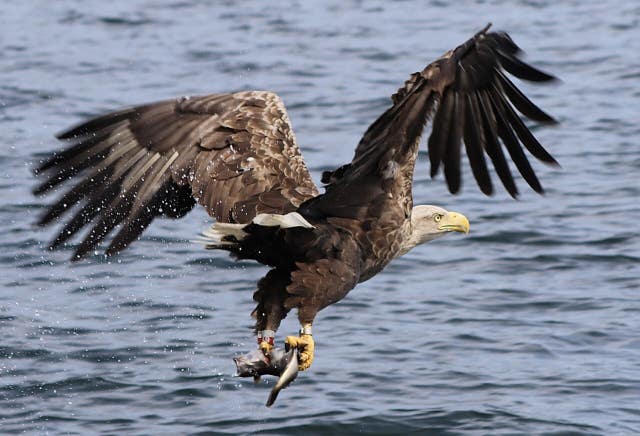 Sea eagle tourism