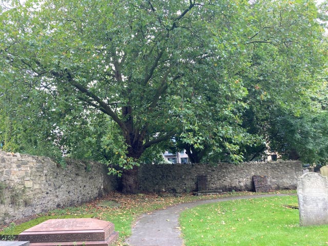 A large maple tree in a corner of the walled cemetery in St Margaret’s churchyard in Barking, east London, where the bodies of Gabriel Kovari, 22, and Daniel Whitworth, 21, were found dead by the same dog walker three weeks apart in 2014.
