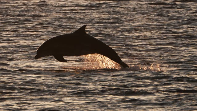 A dolphin frolicking off the coast of Berwick-upon-Tweed, Northumberland (Owen Humphreys/PA)