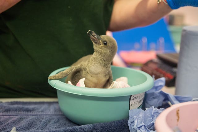 Penguin chicks at London Zoo