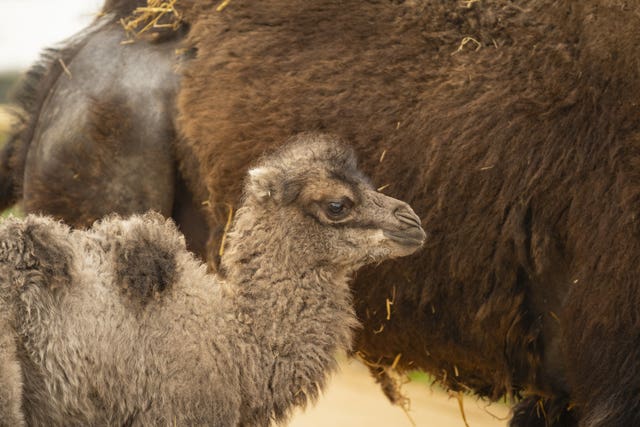 A baby camel, cream in colour, stands next to its mother.