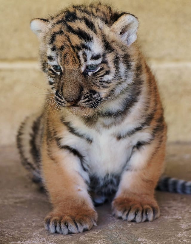 Amur tiger cub sitting down