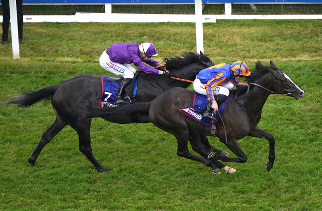 King Of Steel was just denied by Auguste Rodin in the Derby