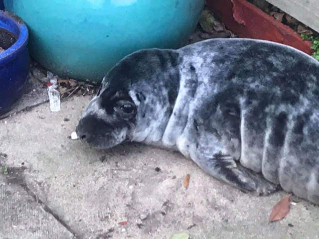 Seaton Sluice seal