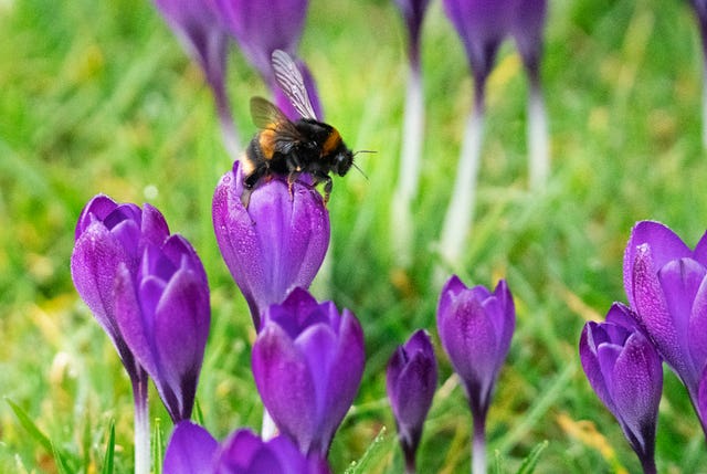 A bee collects pollen at the National Trust’s Wallington Hall property, near Morpeth in Northumberland