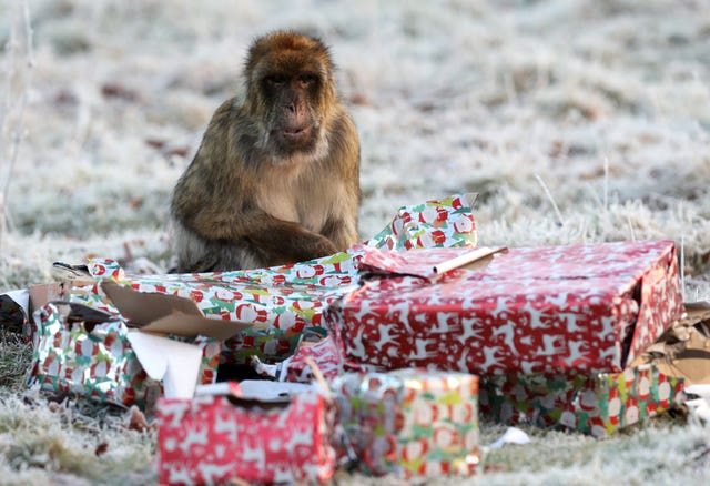 Barbary macaques at Christmas