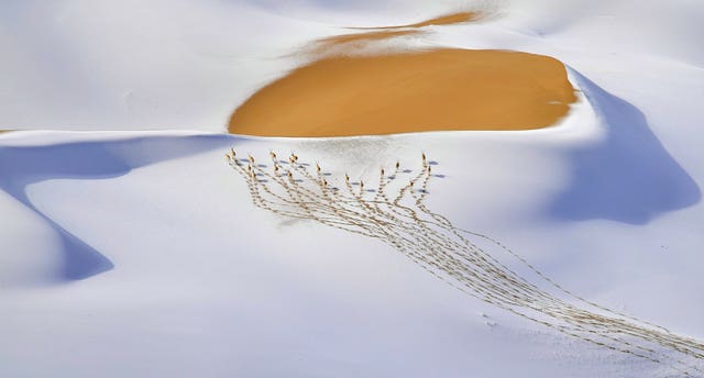 Snow-plateau Nomads by Shangzhen Fan