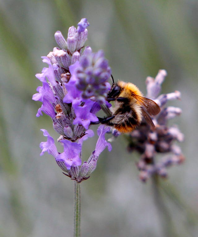 Lavender