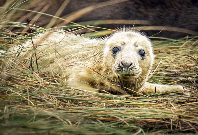 Donna Nook seals