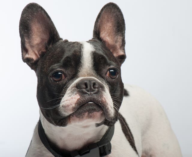 Health problems with French Bulldogs