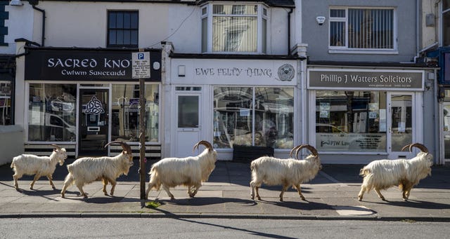 A herd of goats taking advantage of quiet streets near Trinity Square, in Llandudno, north Wales during the first lockdown in March