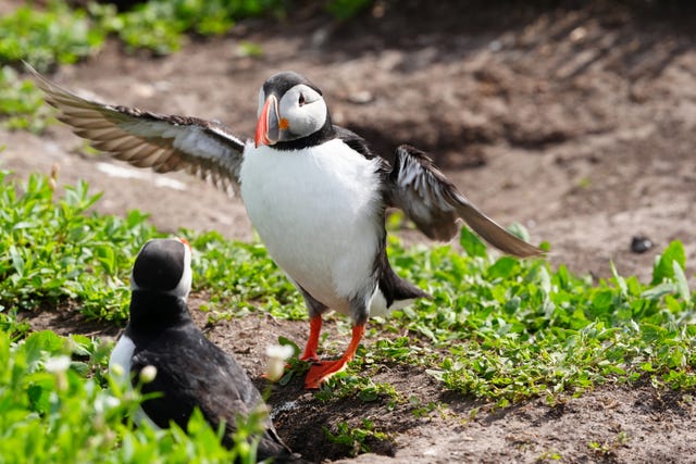 Puffins Farne Islands