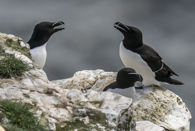 Seabirds at Bempton Cliffs