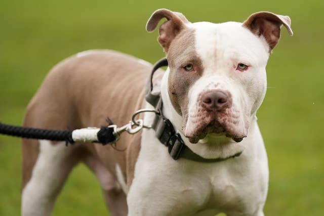 XL bully dogs protest