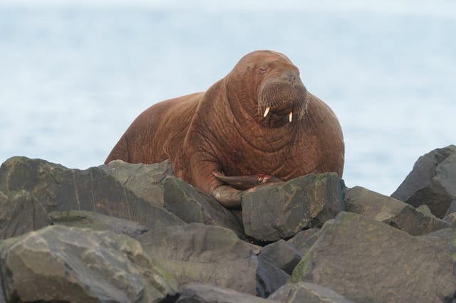 A walrus sits on a rock at Seahouses on the north coast of Northumberland (Owen Humphreys / PA)