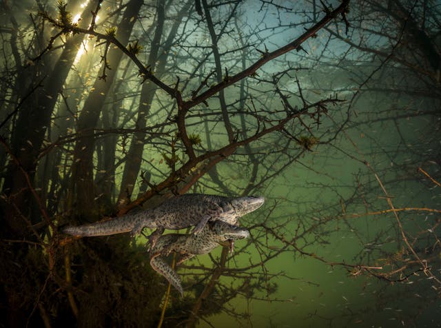 Image entered into the Wildlife Photographer of the Year contest