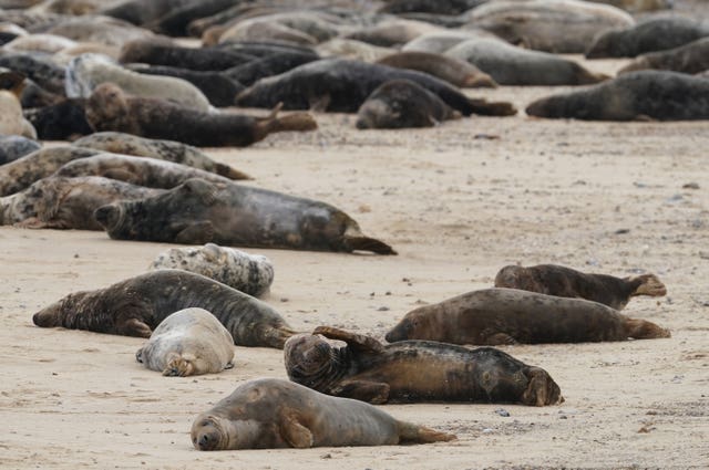 Some of the estimated 2,500 Atlantic grey seals on Horsey Beach in Norfolk 