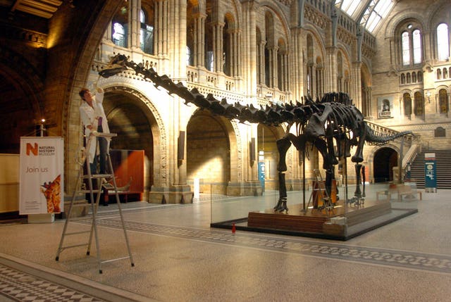 Dippy the Dinosaur to return