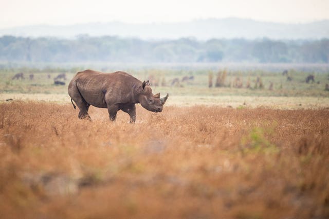Counter-poaching in Africa