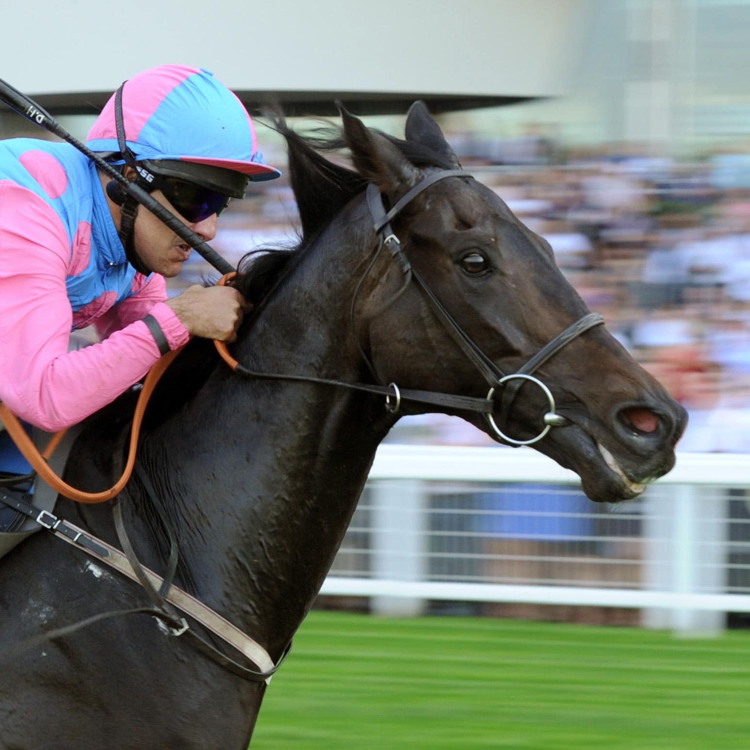 Pastoral Player, who bounced back to winning form at Brighton