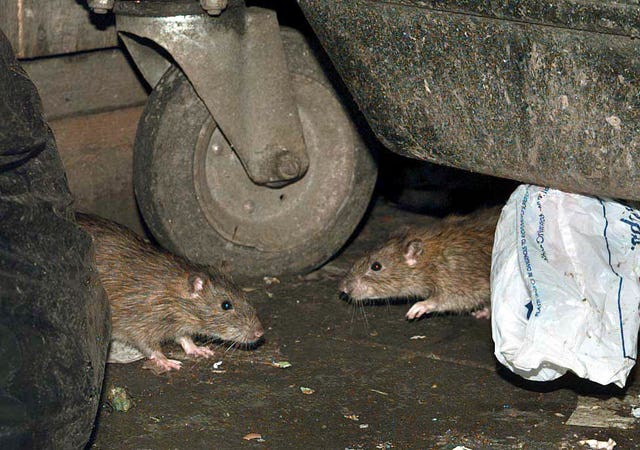 Rats under a bin 