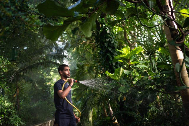 Horticulture student Muhammed Ismail Moosa waters the plants in the Palm House at the Royal Botanical Gardens Kew, west London, where temperatures inside the greenhouses are cooler than outside during the heatwave. On hot dry days the evaporative cooling effect created by misting the plants in glasshouses can be sufficient to cool the house slightly below external temperatures 