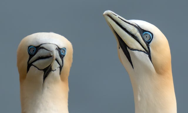 Seabirds at Bempton Cliffs