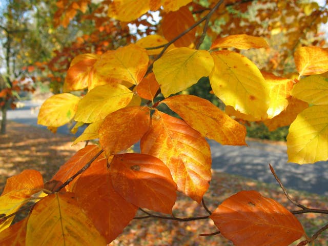 Beech leaves are ideal. (Thinkstock/PA)