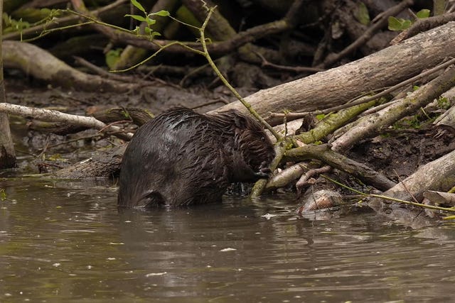 Beavers born in Essex