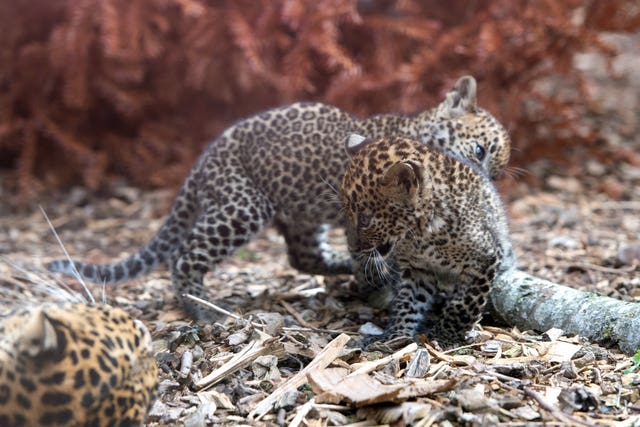Sri Lankan leopard cubs at Banham Zoo