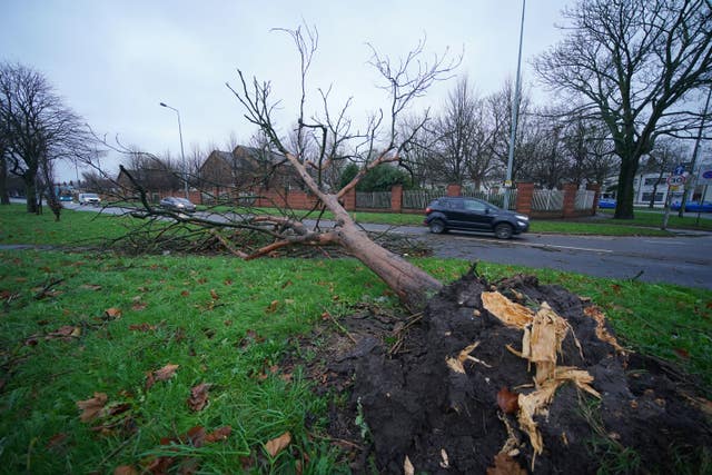 A fallen tree on Queen’s Drive in Liverpool