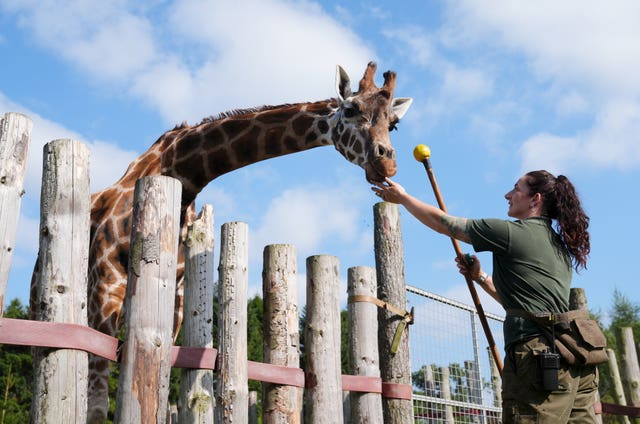 Giraffe at Blair Drummond Safari Park leaning down over a fence to accept a treat from a member of staff