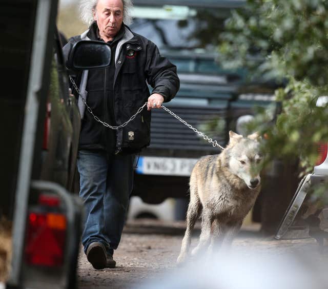 The wolf which escaped from the UK Wolf Conservation Trust’s premises in Reading is led by a handler to be placed in a trailer (Steve Parsons/PA)
