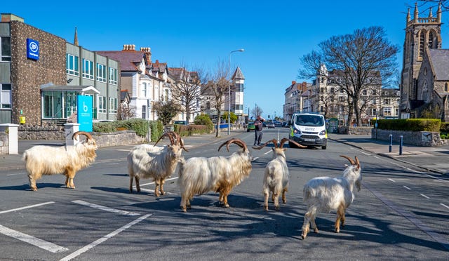Goats roam the quiet streets in Llandudno