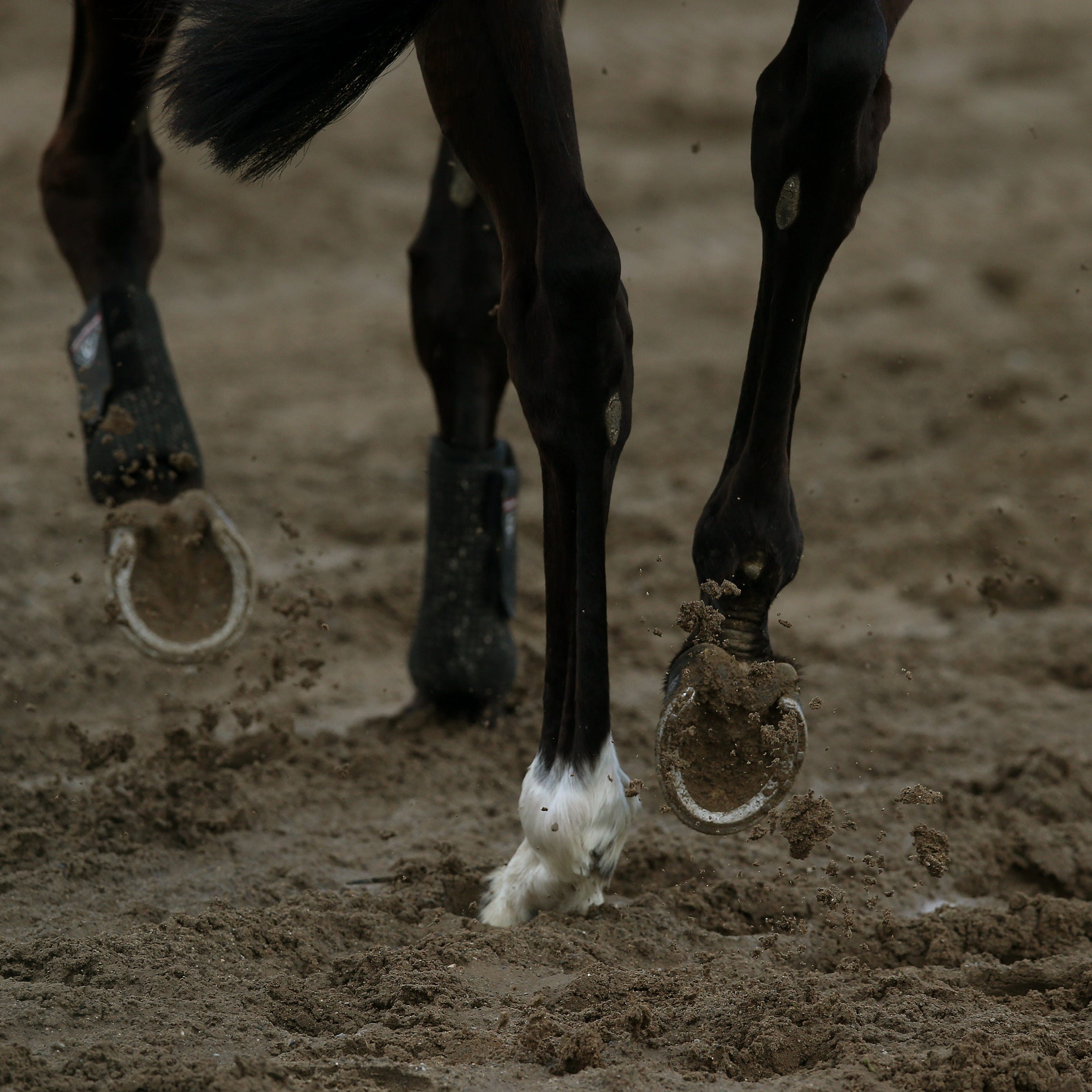 A general shot of A horse's hooves