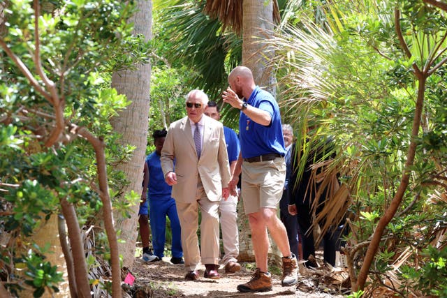 The King walks in the Palmetto Forest 