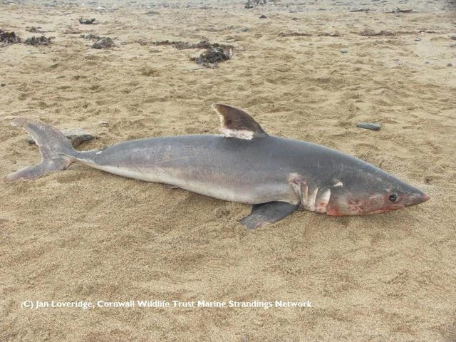 Shark washed up on Cornish beach